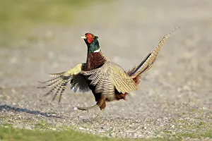 Crowing: Pheasant - cock crowing and beating wings in display