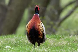 Crowing: Pheasant - Cock crowing, displaying in breeding territory