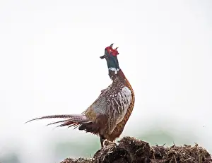 Proud: Pheasant - cock displaying
