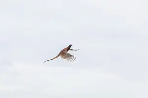 Gamebird: Pheasant cock flight