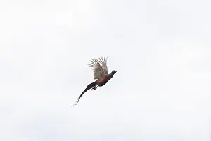 Gamebird: Pheasant cock flight