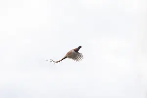 Gamebird: Pheasant cock flight