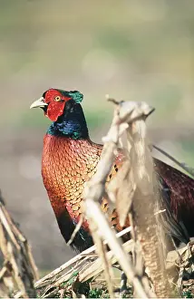 Pheasants: PHEASANT - cock, side-on upright