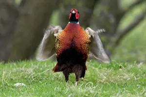 Crowing: Pheasant - Cock whirring wings after crowing