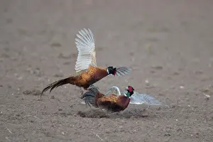 121221: Pheasant, Common Pheasant - two cock birds fighting