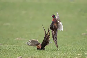 121221: Pheasant, Common Pheasant - two cock birds fighting