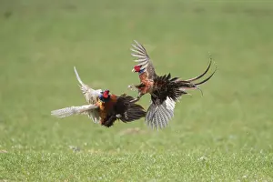 121221: Pheasant, Common Pheasant - two cock birds fighting