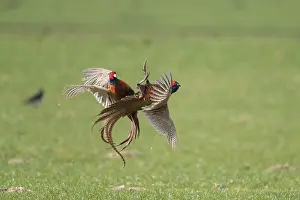 121221: Pheasant, Common Pheasant - two cock birds fighting