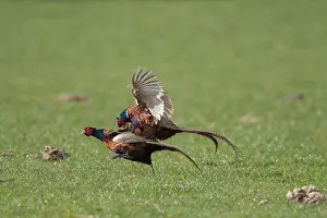 121221: Pheasant, Common Pheasant - two cock birds fighting