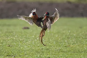 121221: Pheasant, Common Pheasant - two cock birds fighting