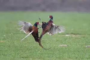 121221: Pheasant, Common Pheasant - two cock birds fighting