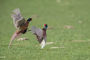 121221: Pheasant, Common Pheasant - two cock birds fighting