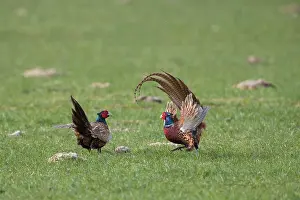 121221: Pheasant, Common Pheasant - two cock birds fighting