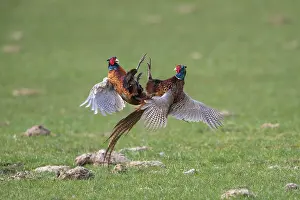 121221: Pheasant, Common Pheasant - two cock birds fighting