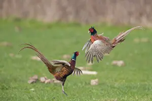 121221: Pheasant, Common Pheasant - two cock birds fighting