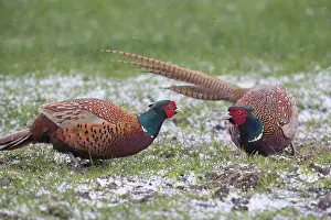 121221: Pheasant, Common Pheasant - two cock birds fighting