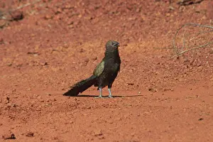 Centropus: Pheasant Coucal