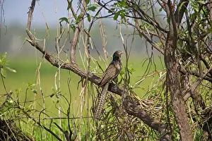 Centropus: Pheasant Coucal