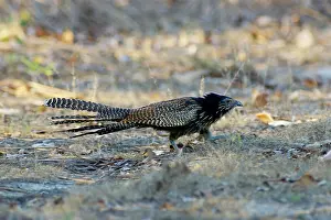Centropus: Pheasant Coucal