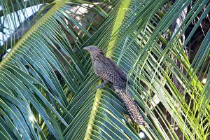 Centropus: Pheasant Coucal - on a coconut palm