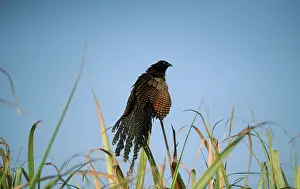 Centropus: Pheasant COUCAL - sunbathing at dawn in canefields