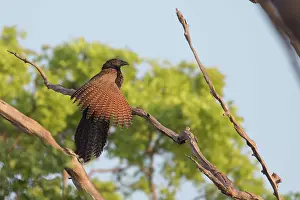 Centropus: Pheasant Coucal - Sunbathing - on a high branch