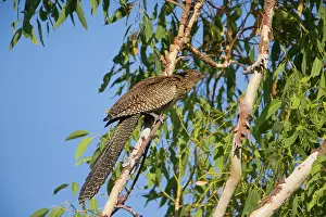 Centropus: Pheasant Coucal - in a tree