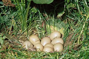 R T Smith: PHEASANT - eggs