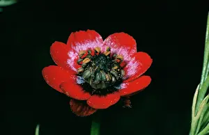 Annua: Pheasant Eye - close-up of flower