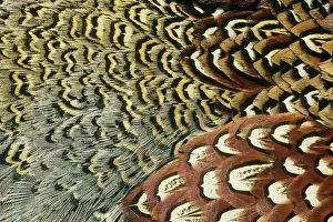 Ringneck: Pheasant Feathers