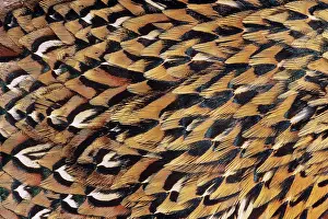 Ringneck: Pheasant Feathers
