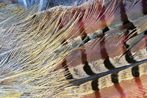 Ringneck: Pheasant Feathers