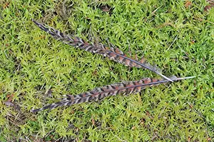 Loiret: Pheasant feathers of female on moss undergrowth