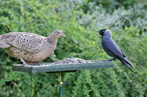 Jackdaws: Pheasant (female) - with Jackdaw (Corvus monedula)