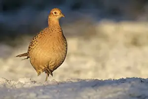 Winters: Pheasant - female in late evening sunshine on a