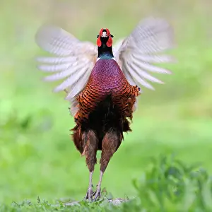Ornithological: Pheasant flapping its wings at bird park of the