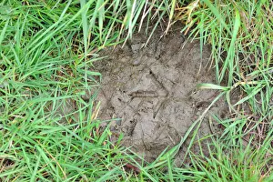 Trace: Pheasant footprint in the mud in a meadow, Menestreau-en-Vil