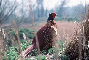 Jack Bailey: PHEASANT - on ground