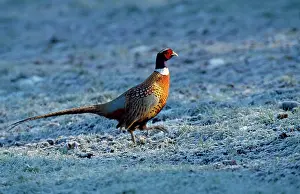 Chris Knights: PHEASANT - on icy ground