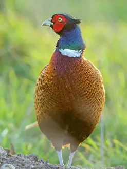 Colchicus: Pheasant - Male