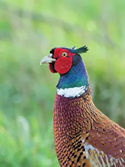 Colchicus: Pheasant - Male