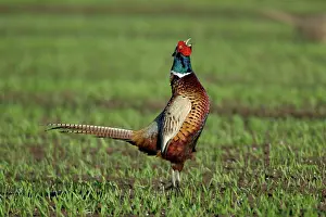 Crowing: Pheasant - male / cock crowing in breeding season