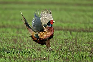 Crowing: Pheasant - male / cock crowing and flapping wings