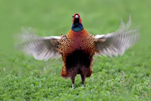 Crowing: Pheasant - male / cock crowing and flapping wings