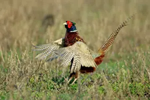 Crowing: Pheasant - male / cock crowing and flapping wings