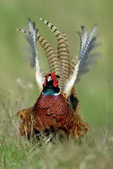 Crowing: Pheasant - male / cock crowing and flapping wings