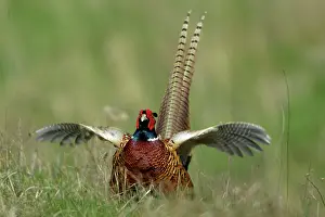 Crowing: Pheasant - male / cock crowing and flapping wings