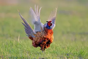 Crowing: Pheasant - male / cock crowing and flapping wings