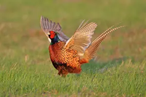 Crowing: Pheasant - male / cock crowing and flapping wings