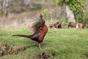 Pheasant: Pheasant - Male - Displaying - UK